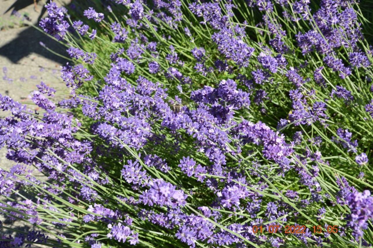 Estuary House Reflexology B&B Courtenay Bagian luar foto