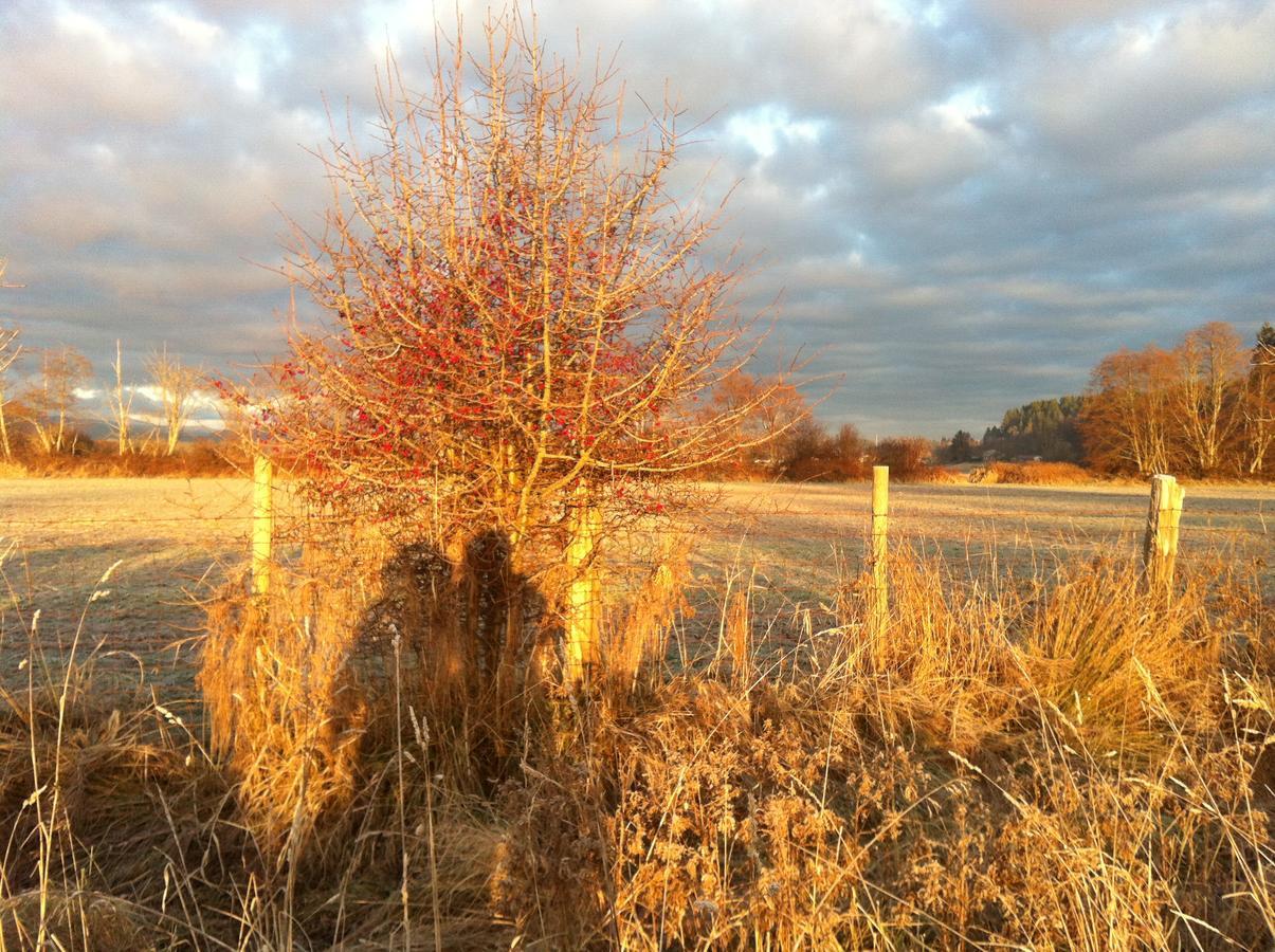 Estuary House Reflexology B&B Courtenay Bagian luar foto