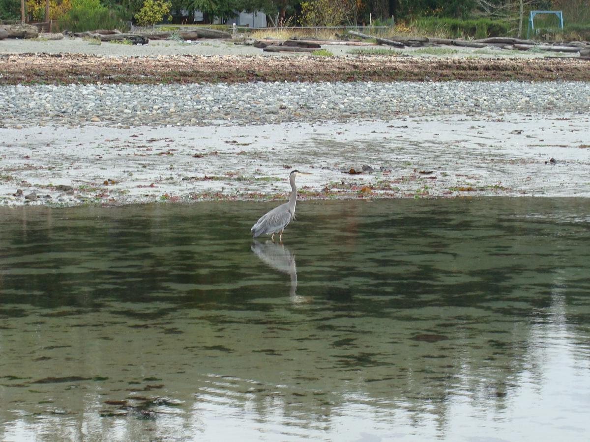 Estuary House Reflexology B&B Courtenay Bagian luar foto