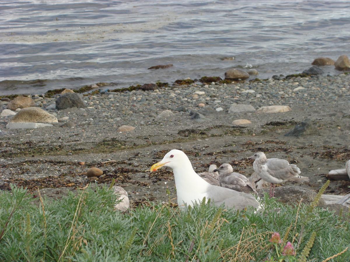 Estuary House Reflexology B&B Courtenay Bagian luar foto