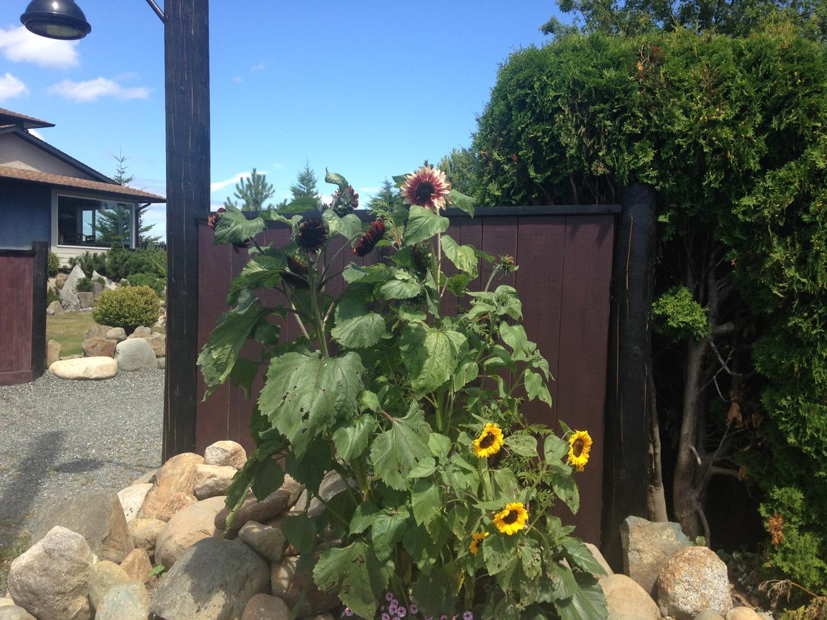 Estuary House Reflexology B&B Courtenay Bagian luar foto